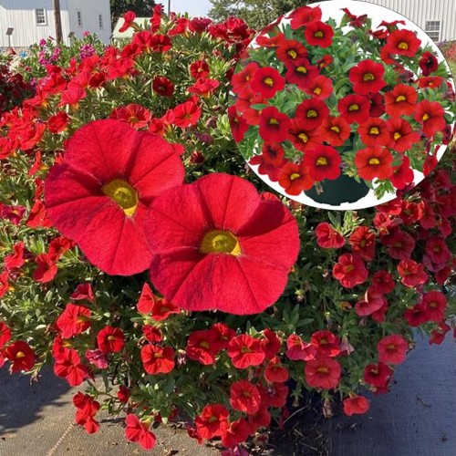 Calibrachoa POCKET 'Red' - Puispetuunia POCKET 'Red' P9/0,55L